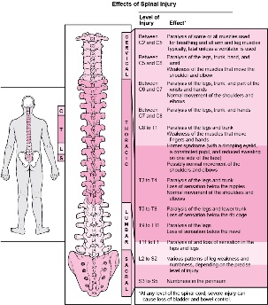 bolesti u tijelu povezane s oštećenjem različitih dijelova kralježnice