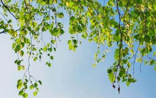 lišće breze za liječenje artroze